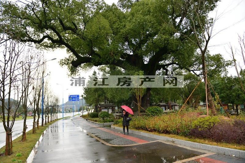 實景圖